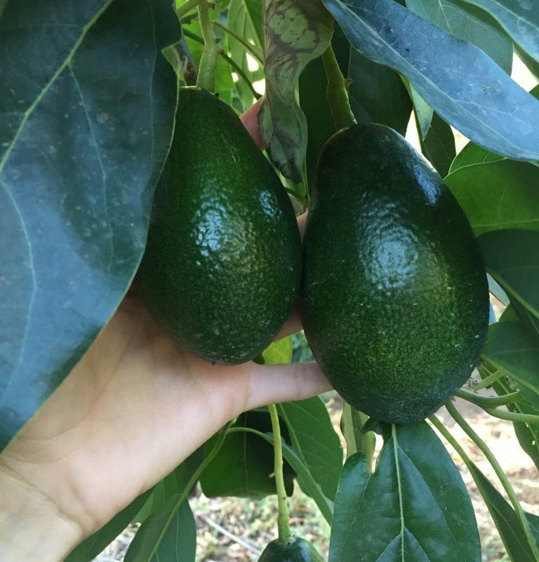 BACON AVOKADO