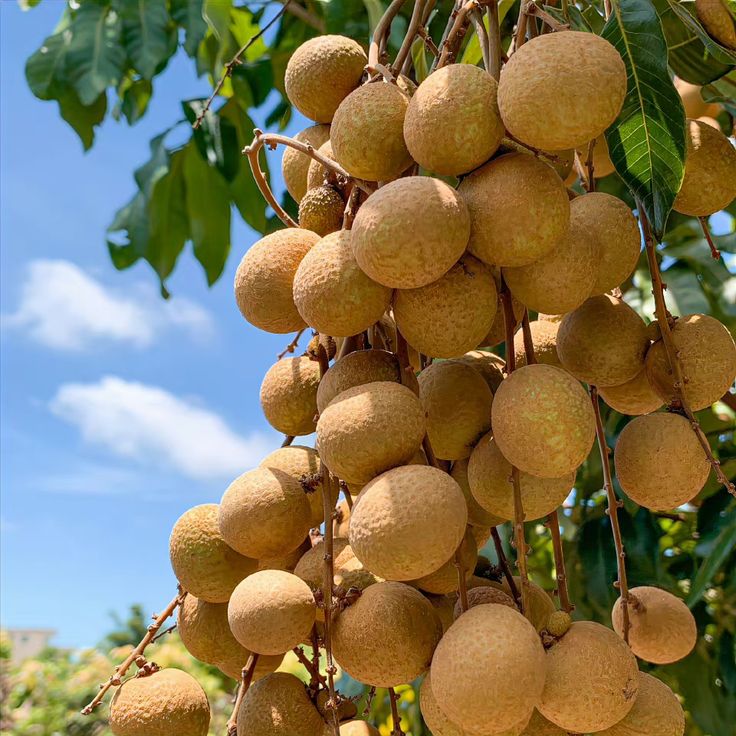 LONGAN