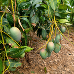 Görseli galeri görüntüleyicisine yükle, Yerli Mango