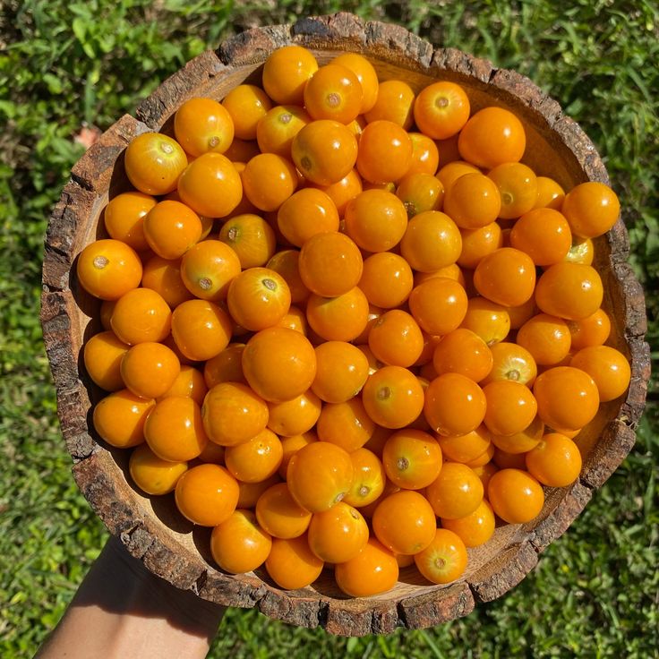 Altın çilek nedir? altın çileğin faydaları, besin değerleri, vitaminleri ve kullanım alanları