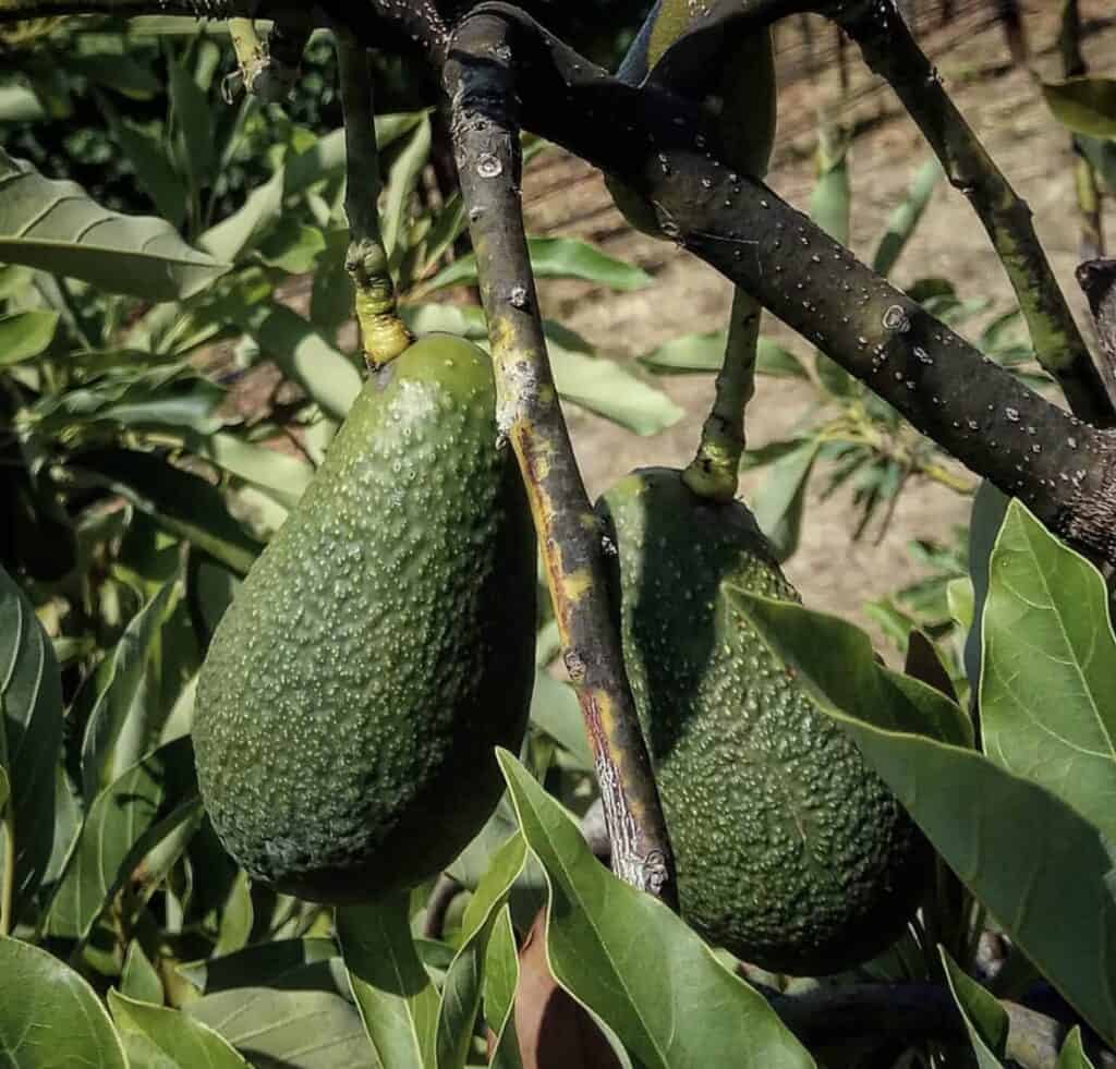 Avocado_wurtz_fruit_ig_ma_suska_01 1024x981