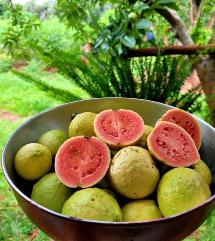 GUAVA