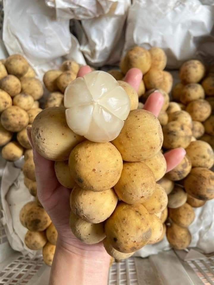 LONGAN