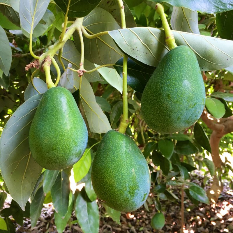 ERKENCİ AVOKADO
