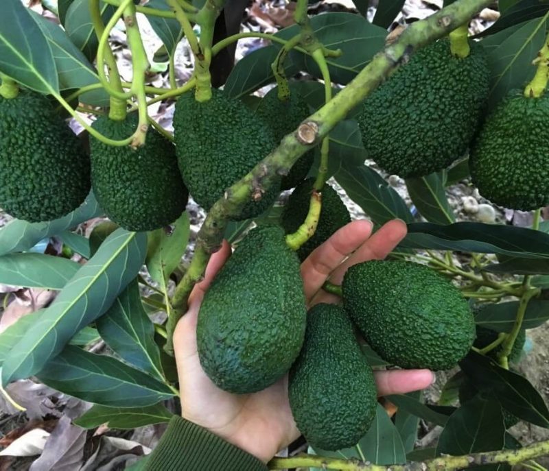 HASS AVOKADO
