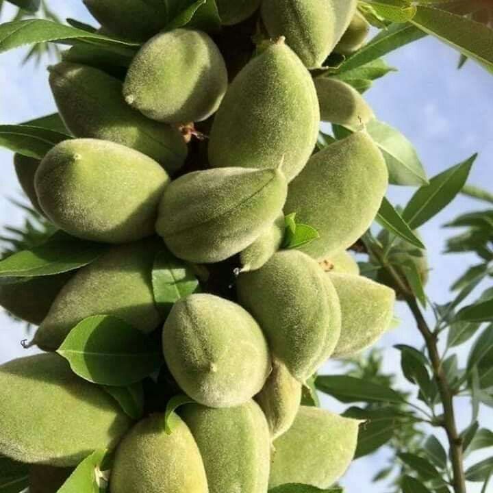 ÇAĞLA