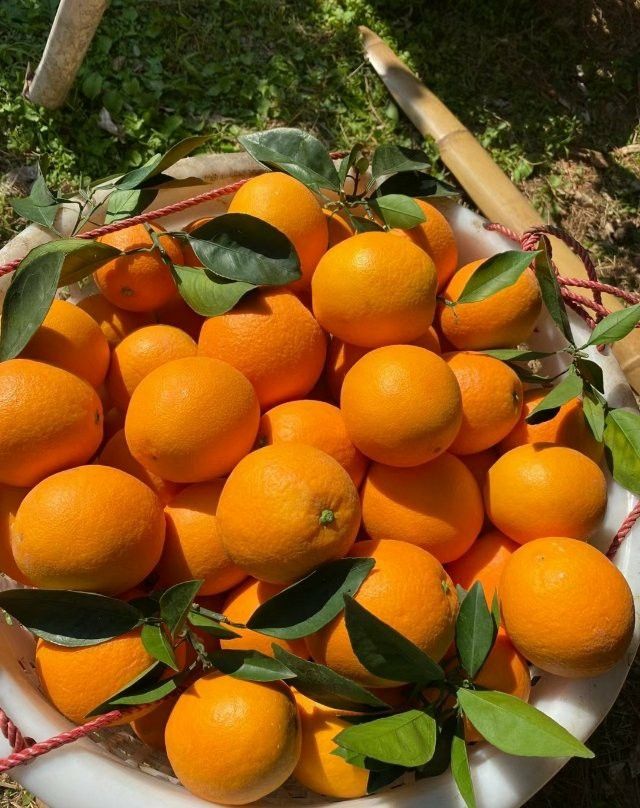 Portakal