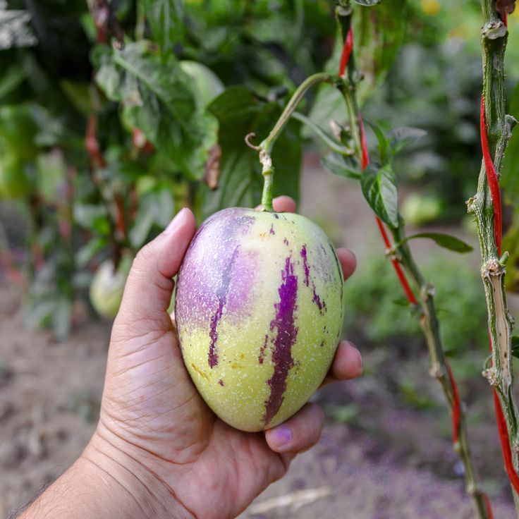 Pepino