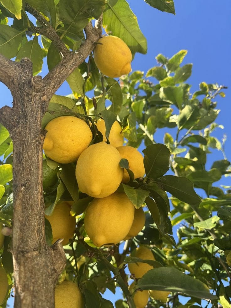 Limon