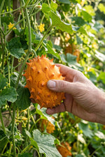 Görseli galeri görüntüleyicisine yükle, Kiwano
