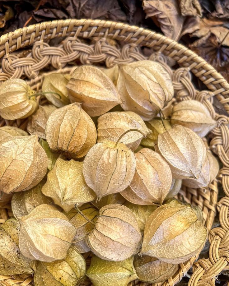 Altın çilek