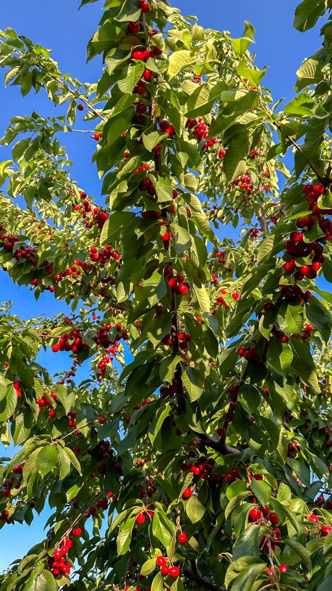 KİRAZ