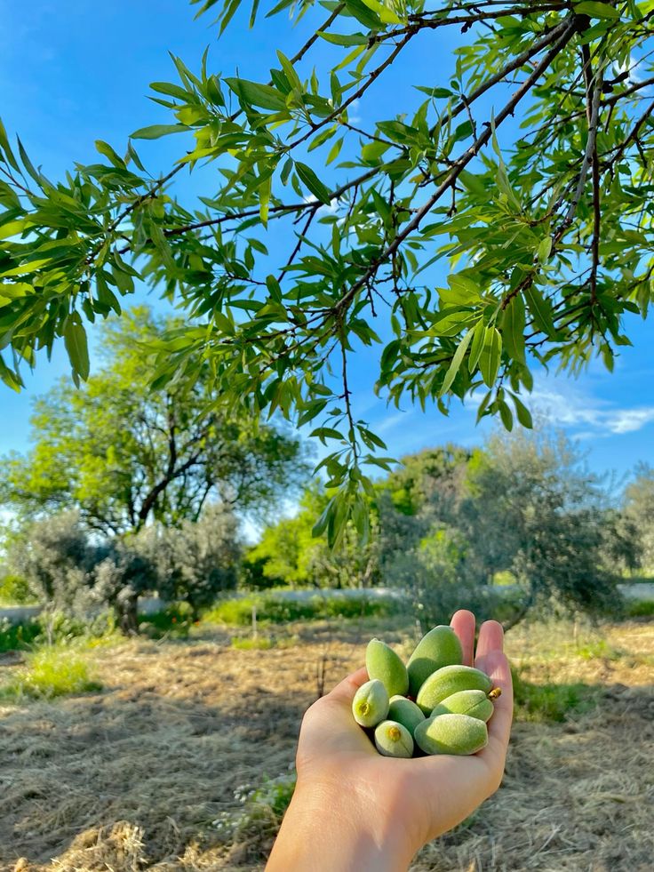 Çağla