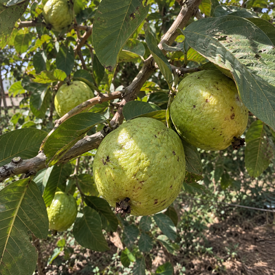 Guava