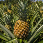 Görseli galeri görüntüleyicisine yükle, Ananas
