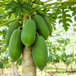 Görseli galeri görüntüleyicisine yükle, Yeşil Papaya
