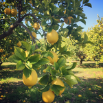 Görseli galeri görüntüleyicisine yükle, Limon
